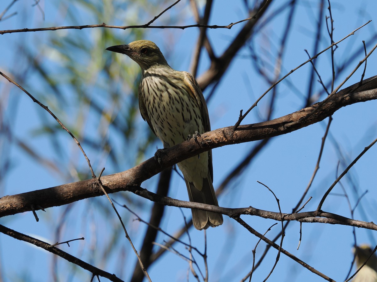 Oropéndola Estriada - ML621095577