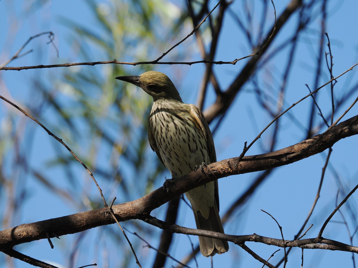 Olive-backed Oriole - ML621095578