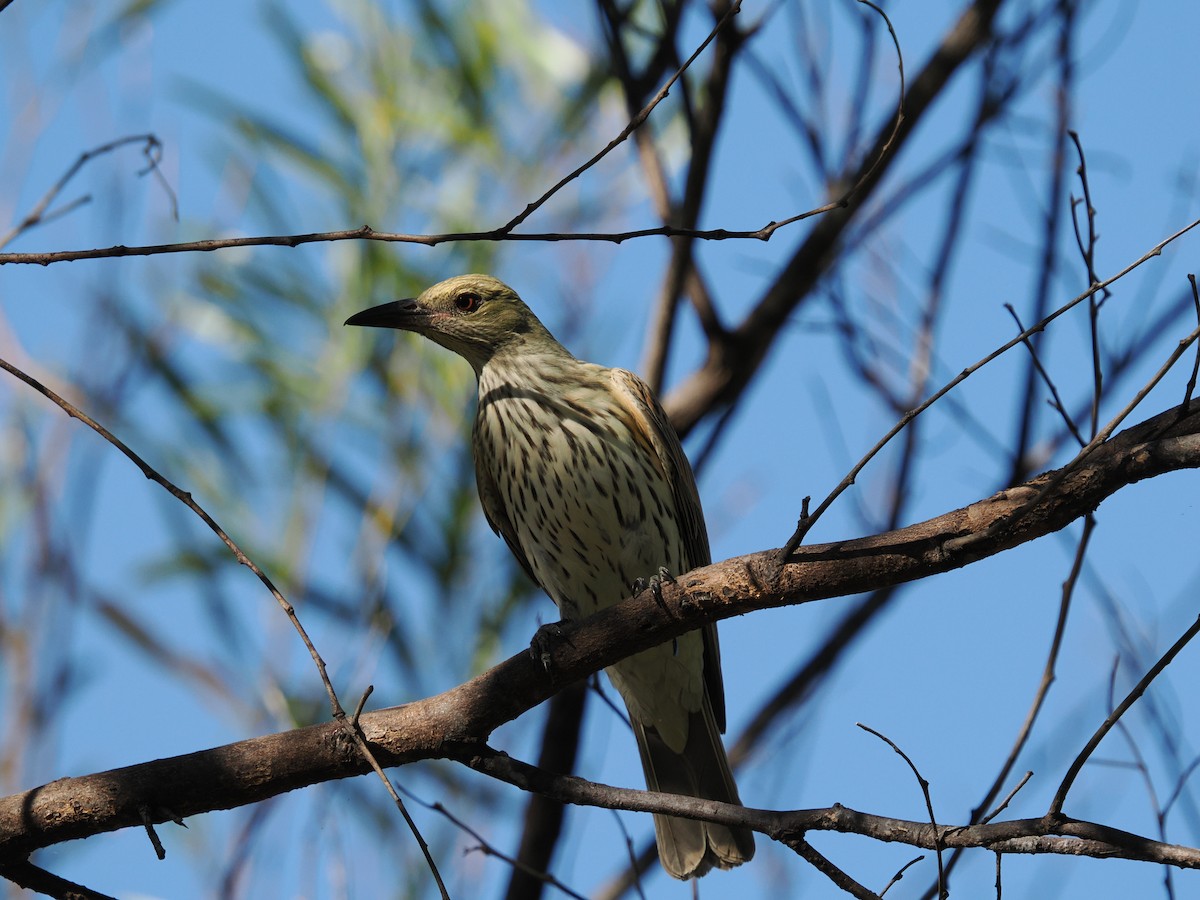 Olive-backed Oriole - ML621095579