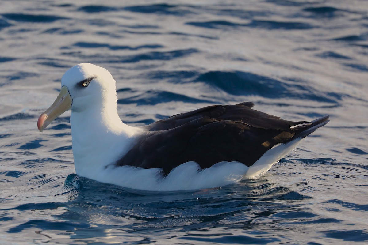 Albatros Ojeroso (impavida) - ML621095582