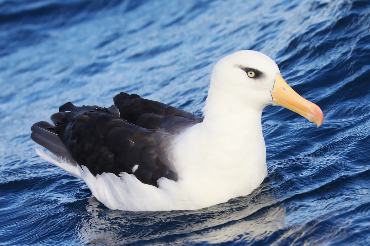 Чернобровый альбатрос (impavida) - ML621095583