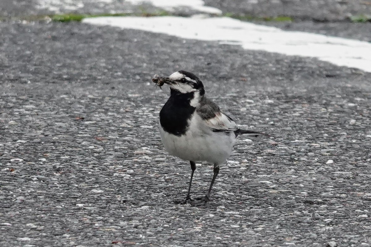 White Wagtail (Black-backed) - ML621095586