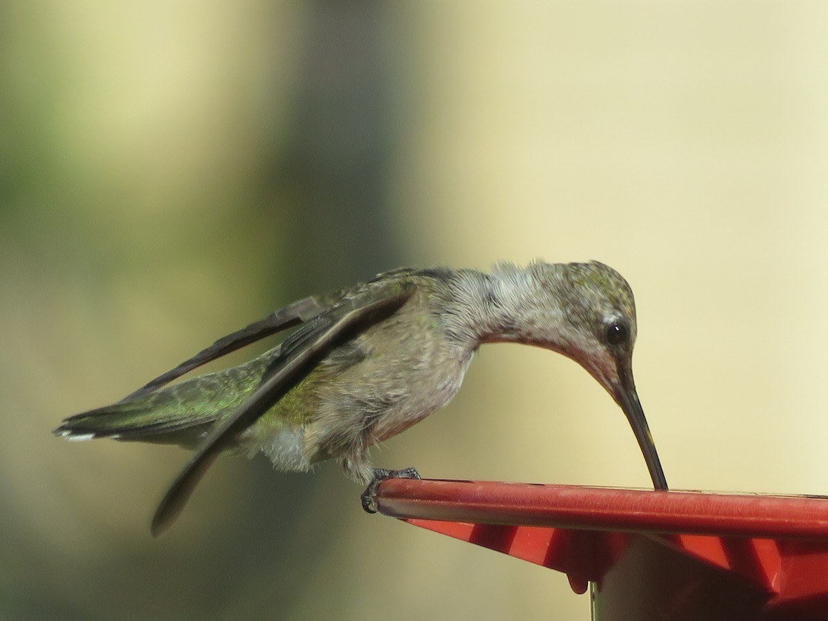 Black-chinned Hummingbird - ML621095588