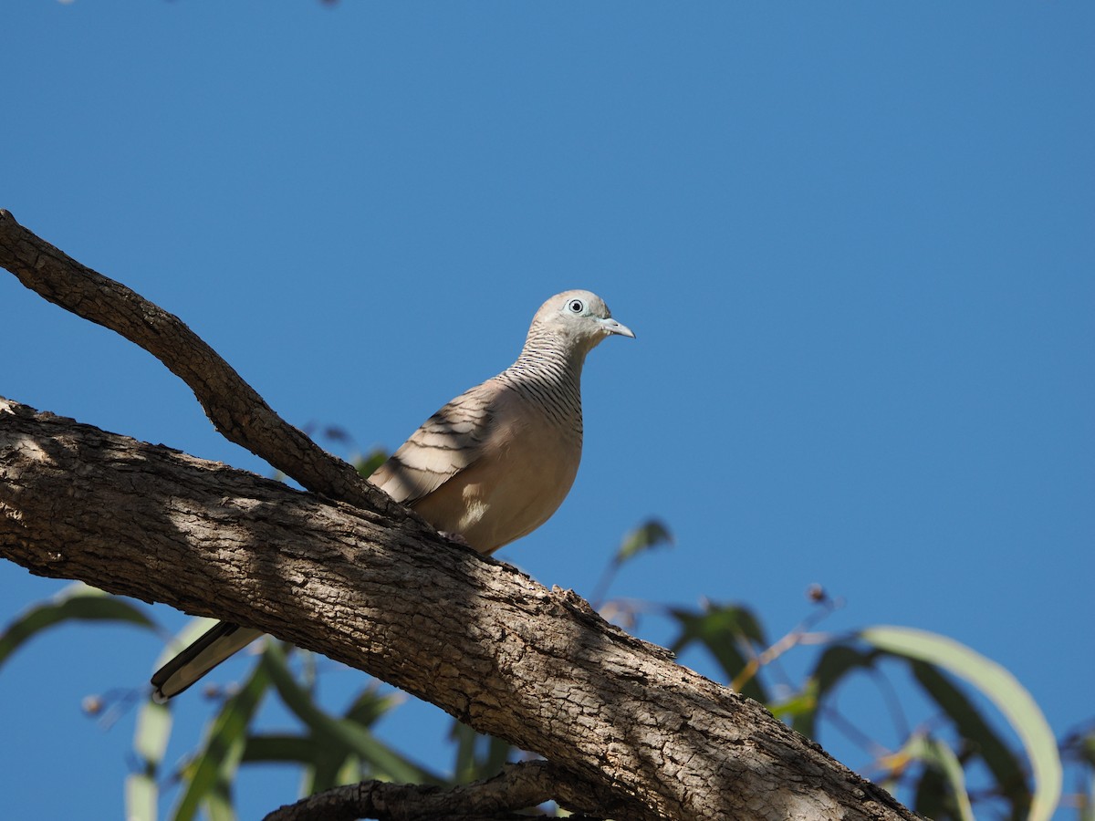 Peaceful Dove - ML621095590