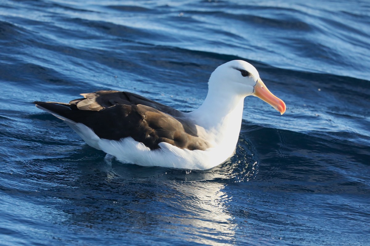 Albatros à sourcils noirs (melanophris) - ML621095614
