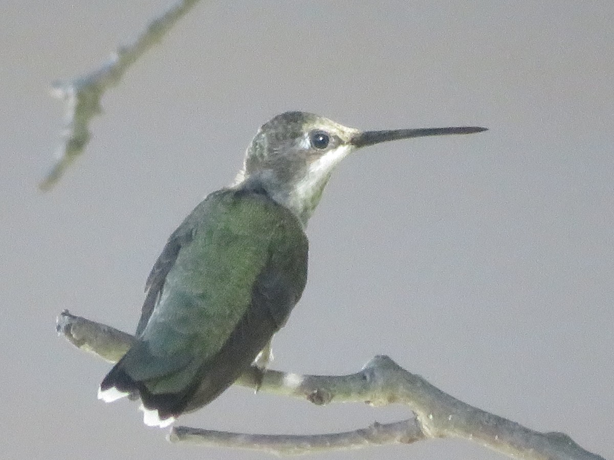 Black-chinned Hummingbird - ML621095621