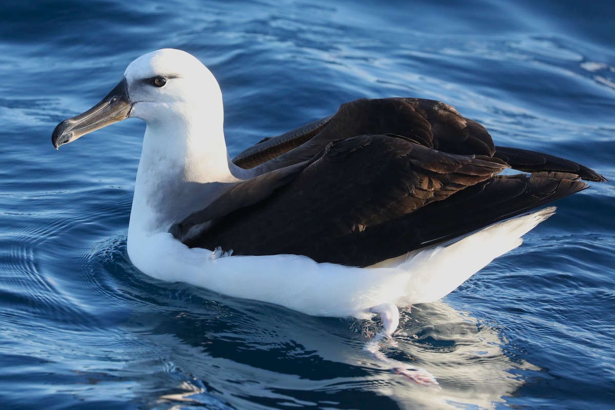 albatros černobrvý (ssp. impavida) - ML621095625
