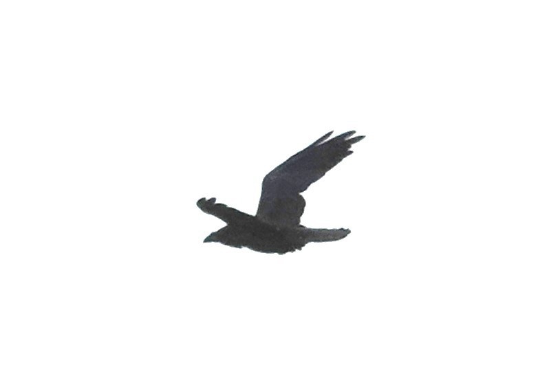Common Raven - ML621095639