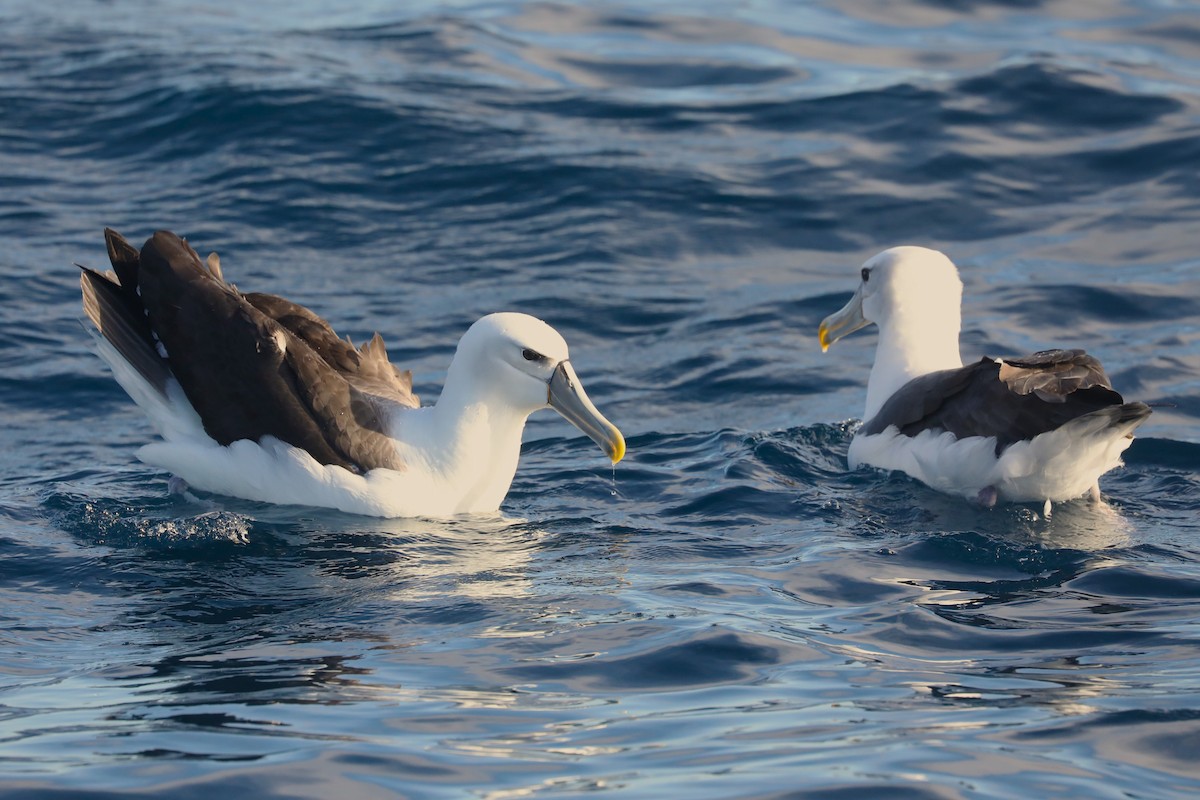 Albatros à cape blanche - ML621095642