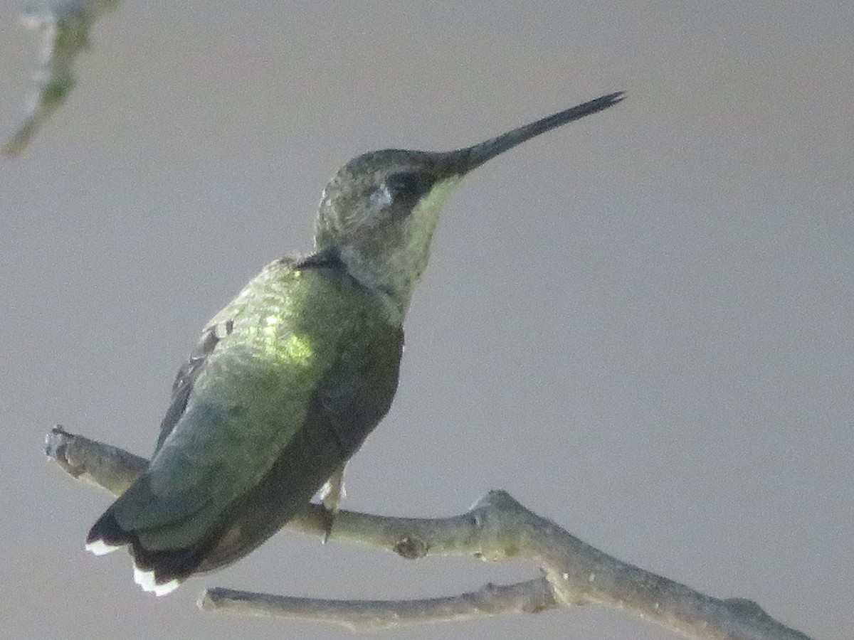 Black-chinned Hummingbird - ML621095645