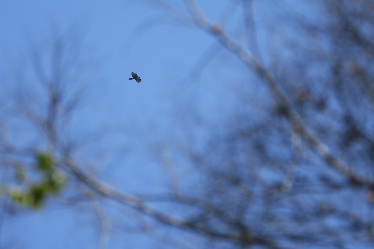 Rufous-bellied Eagle - ML621095646