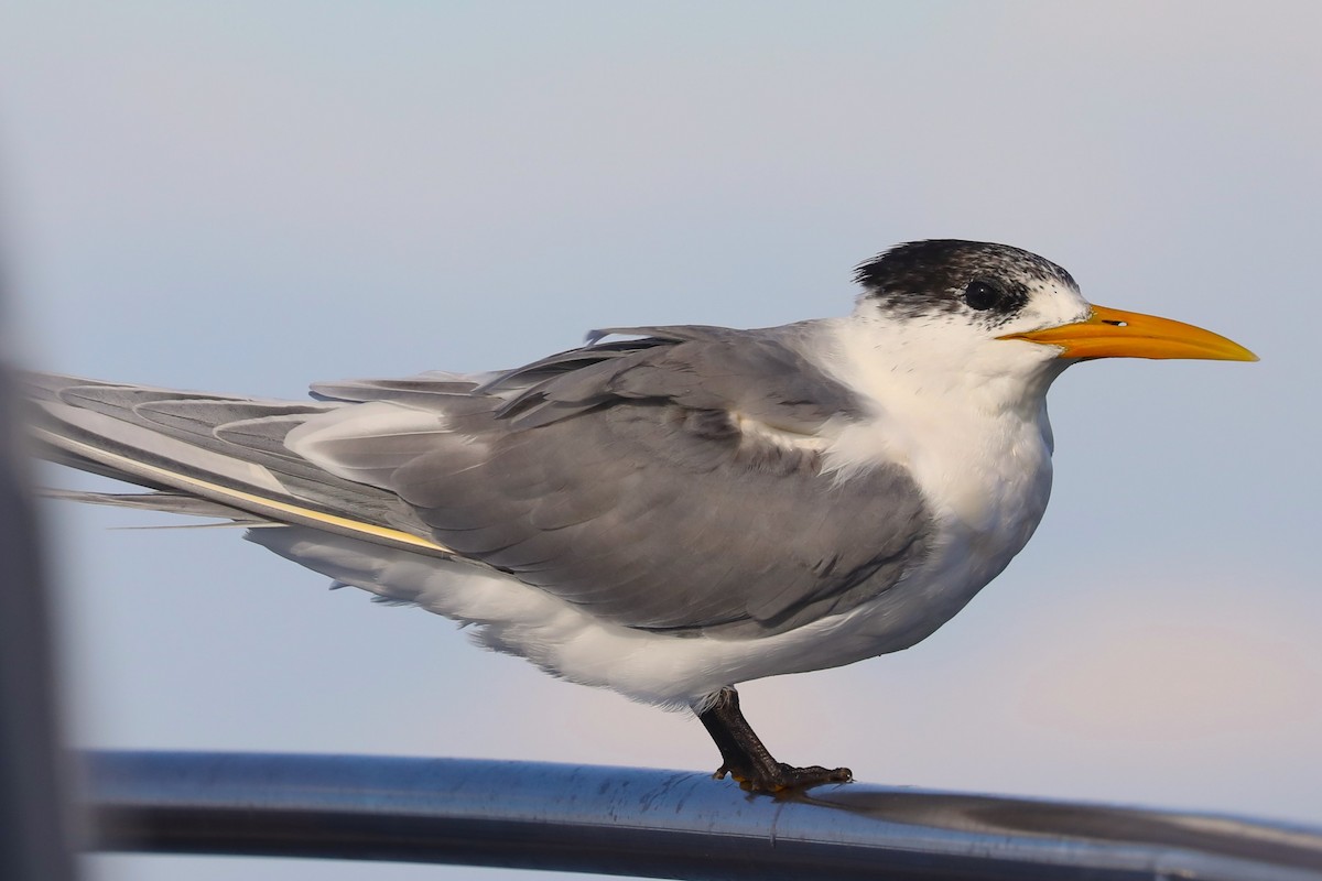 Great Crested Tern - ML621095650