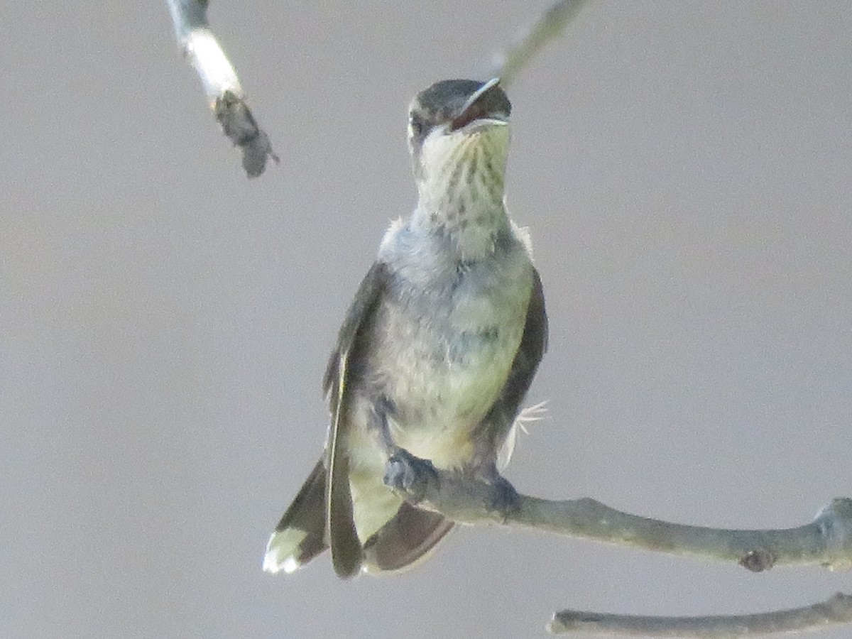 Black-chinned Hummingbird - ML621095654