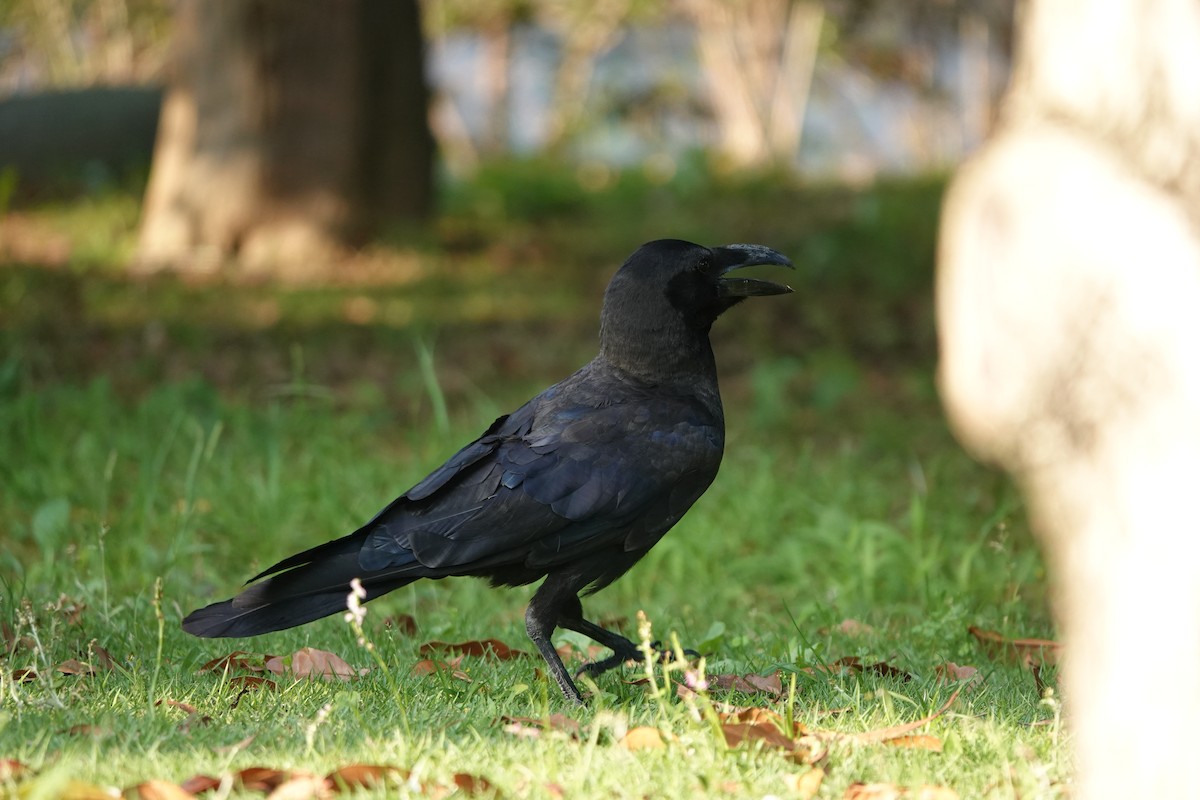 Large-billed Crow - ML621095663
