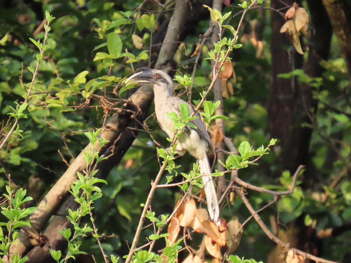 Indian Gray Hornbill - ML621095665