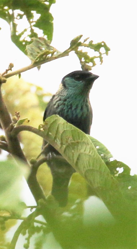 Black-capped Tanager - ML621095667
