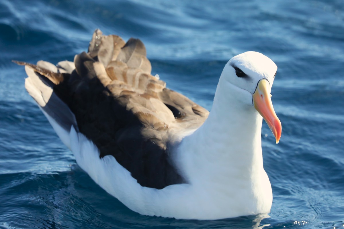 Albatros Ojeroso (melanophris) - ML621095670
