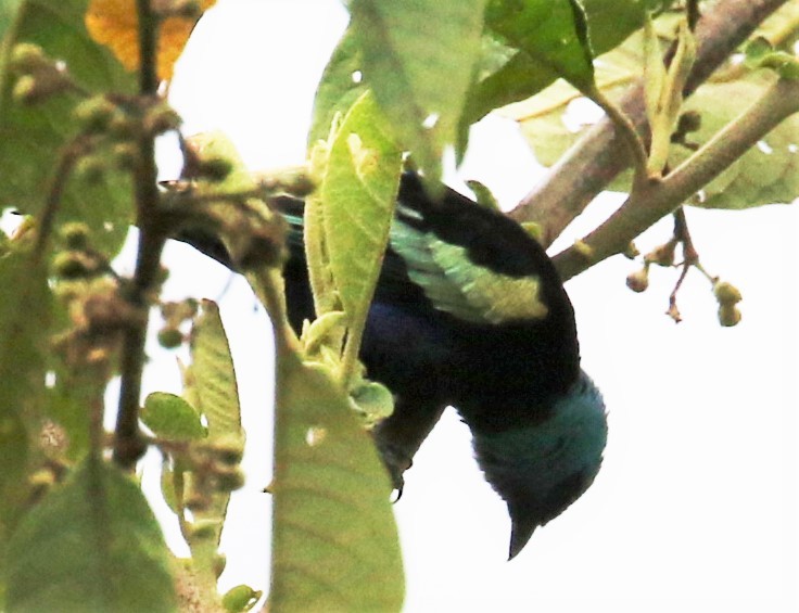 Blue-necked Tanager - ML621095672