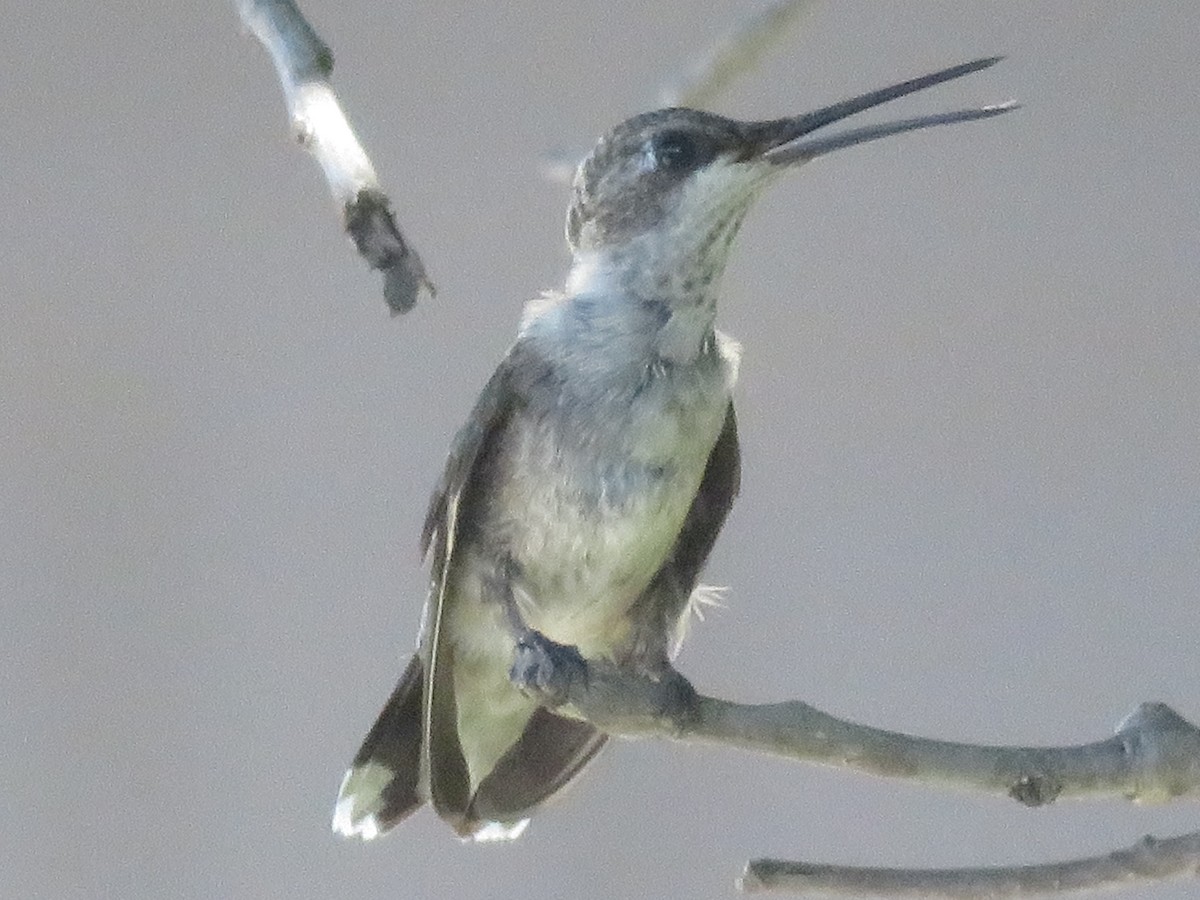 Black-chinned Hummingbird - ML621095674