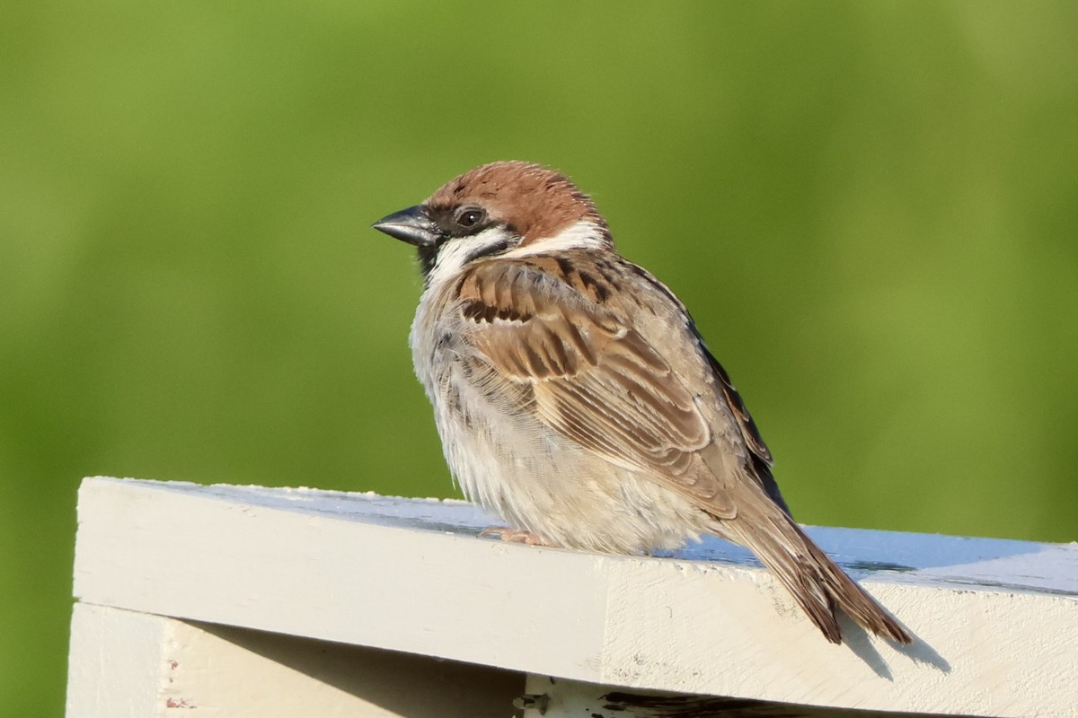 Eurasian Tree Sparrow - ML621095676