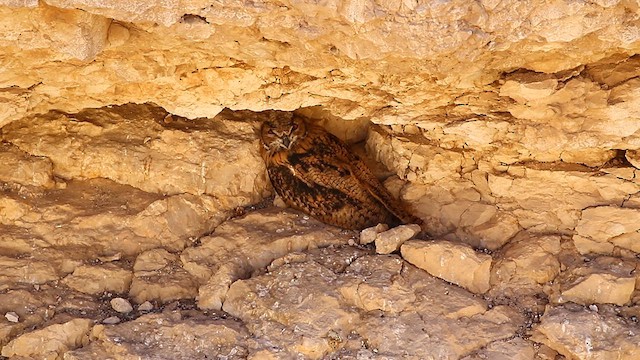 Eurasian Eagle-Owl - ML621095679