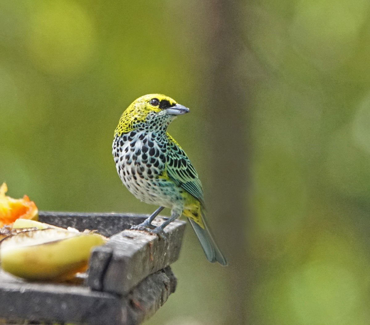 Speckled Tanager - Michael Smith