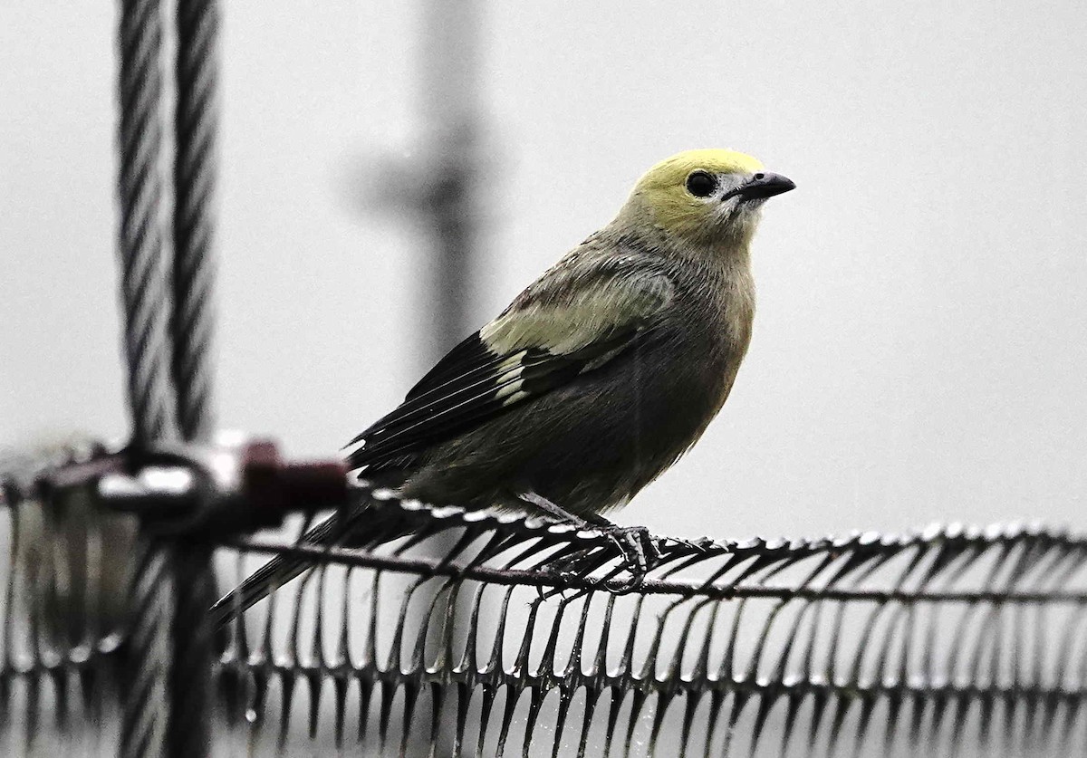 Palm Tanager - ML621095780