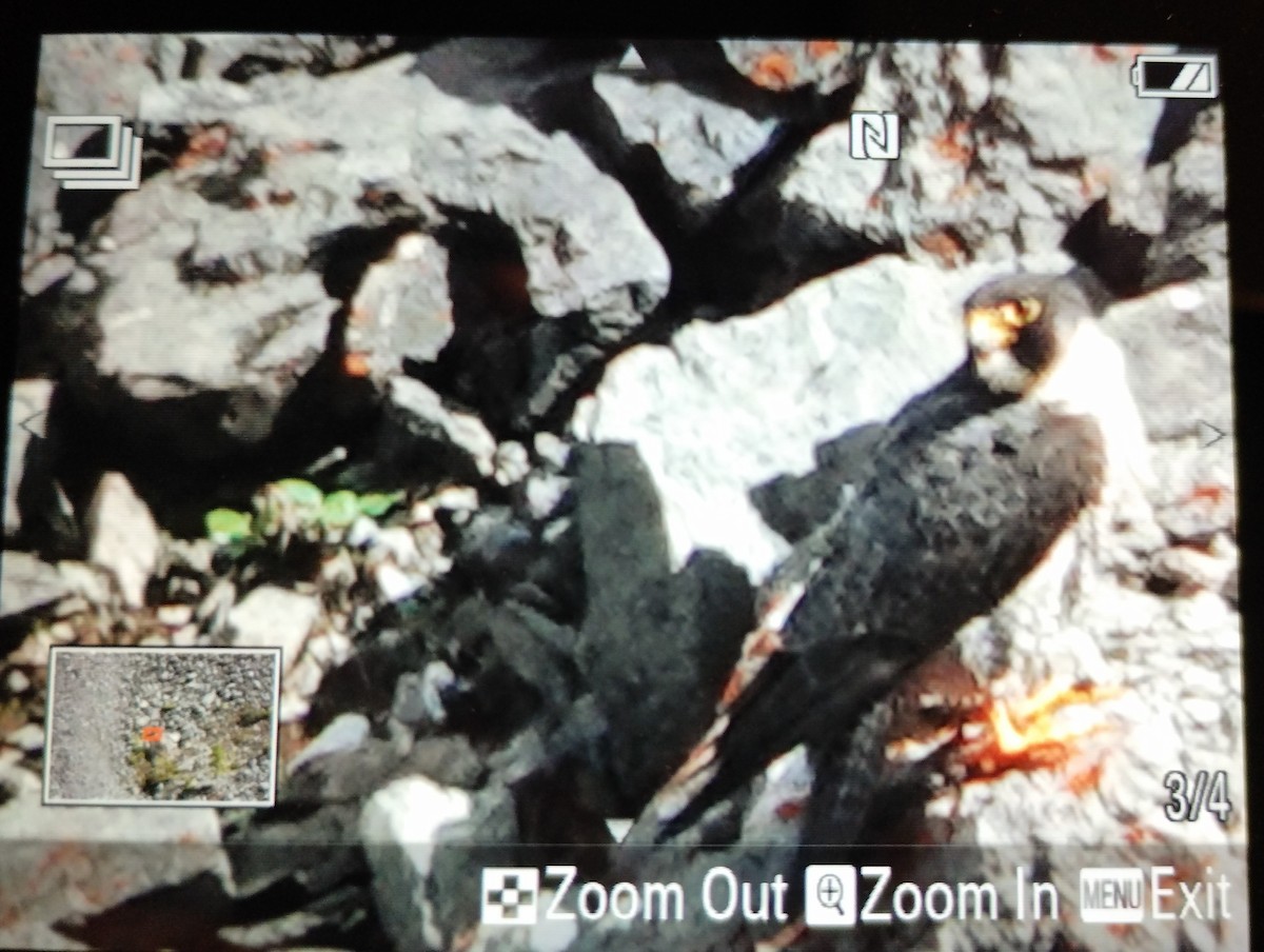 Peregrine Falcon - ML621095790