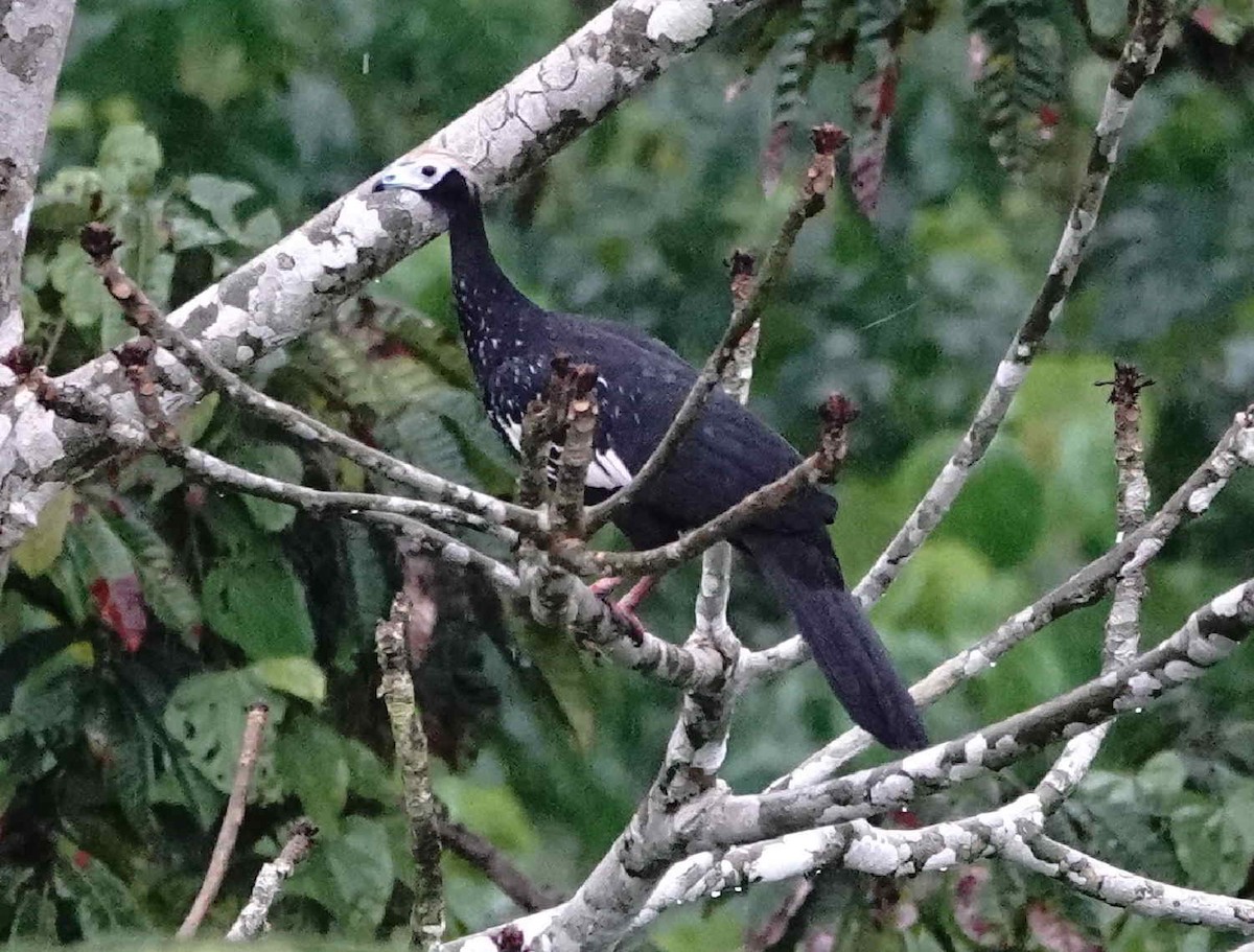 Blue-throated Piping-Guan - ML621095791