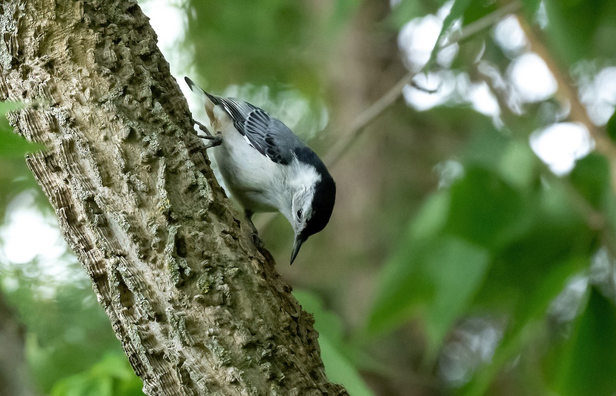 White-breasted Nuthatch - ML621095797