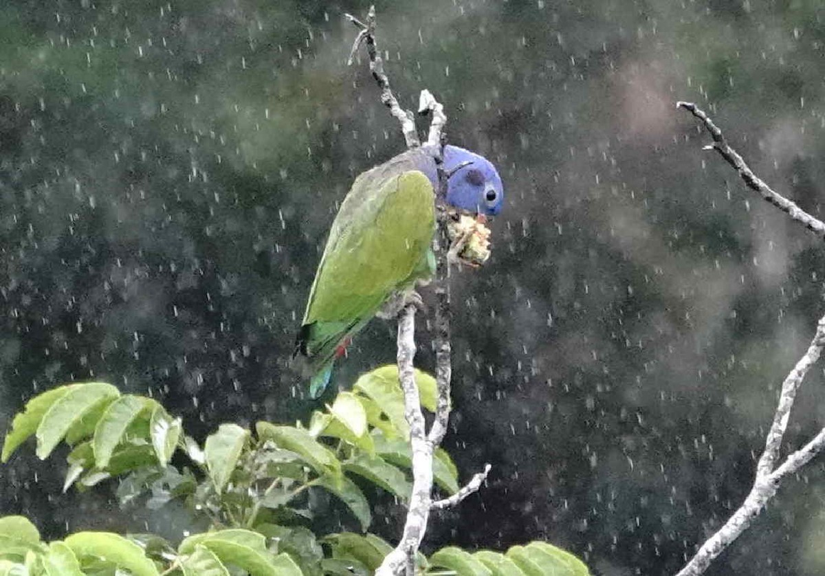 Blue-headed Parrot - ML621095799