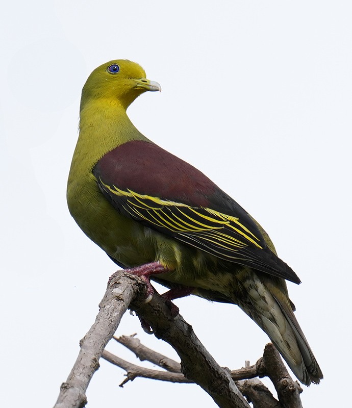 Sri Lanka Green-Pigeon - ML621095813