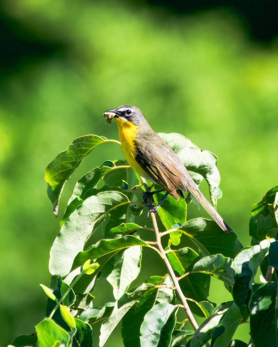 Yellow-breasted Chat - ML621095823