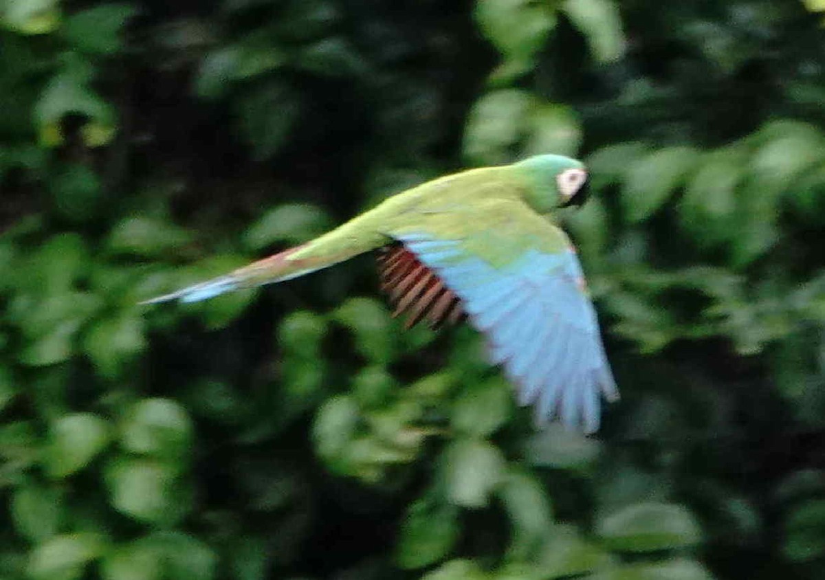 Chestnut-fronted Macaw - ML621095832