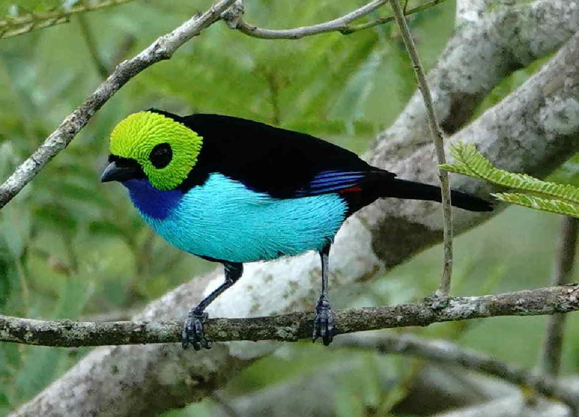 Paradise Tanager - ML621095836
