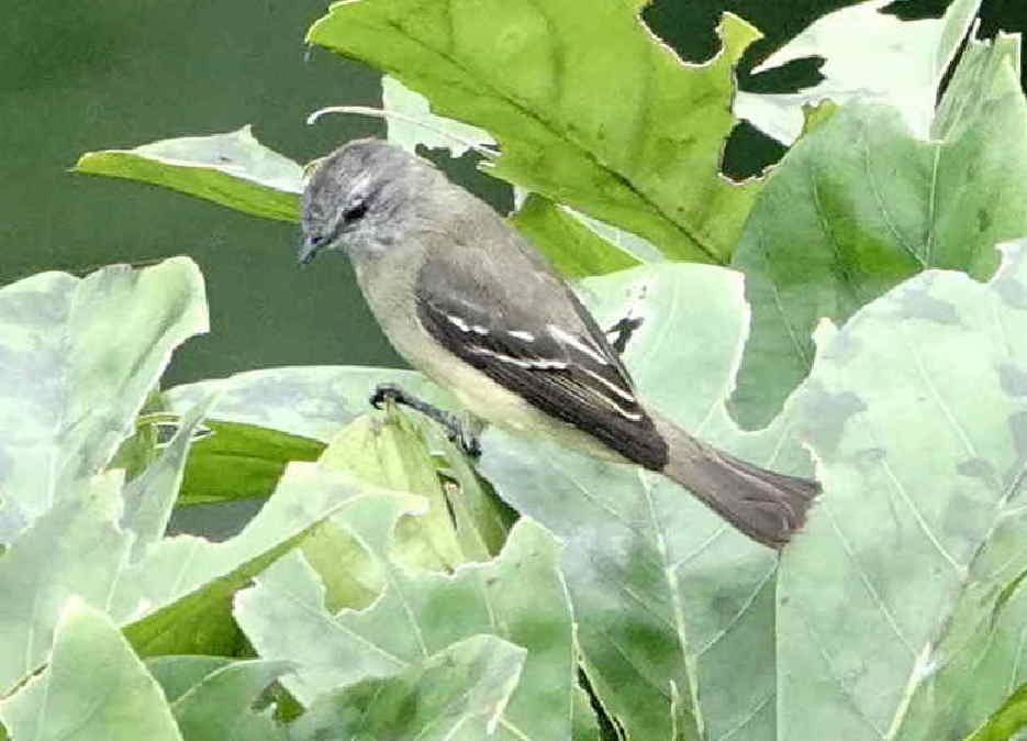 Yellow-crowned Tyrannulet - ML621095853