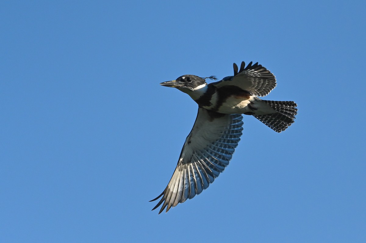 Belted Kingfisher - ML621095856