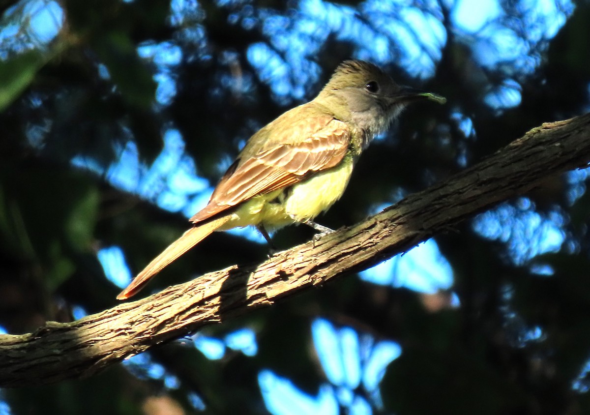 Great Crested Flycatcher - ML621095857