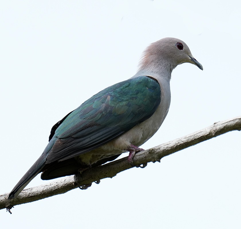 Green Imperial-Pigeon - ML621095860