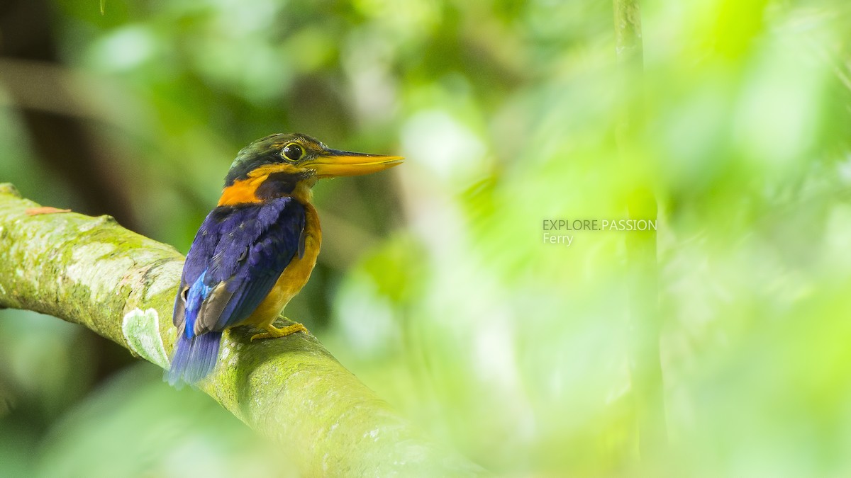 Rufous-collared Kingfisher - Wai Loon Wong