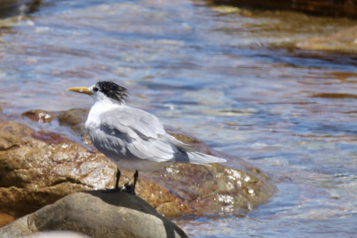 Great Crested Tern - ML621095890