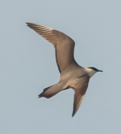 Long-tailed Jaeger - ML621095891