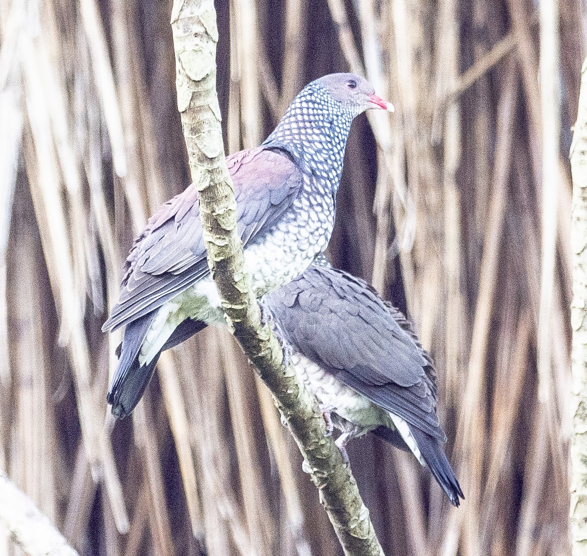 Scaled Pigeon - ML621095893