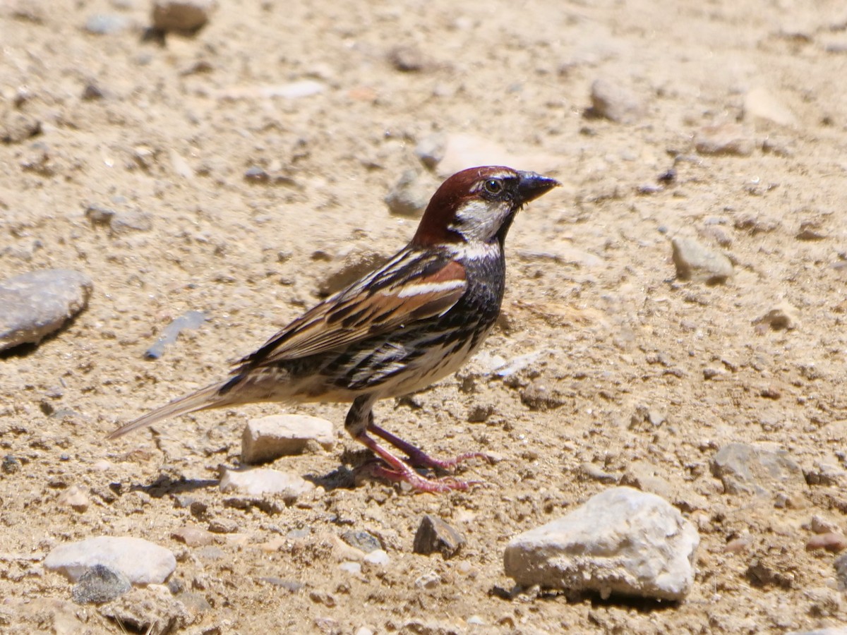 Spanish Sparrow - ML621095895