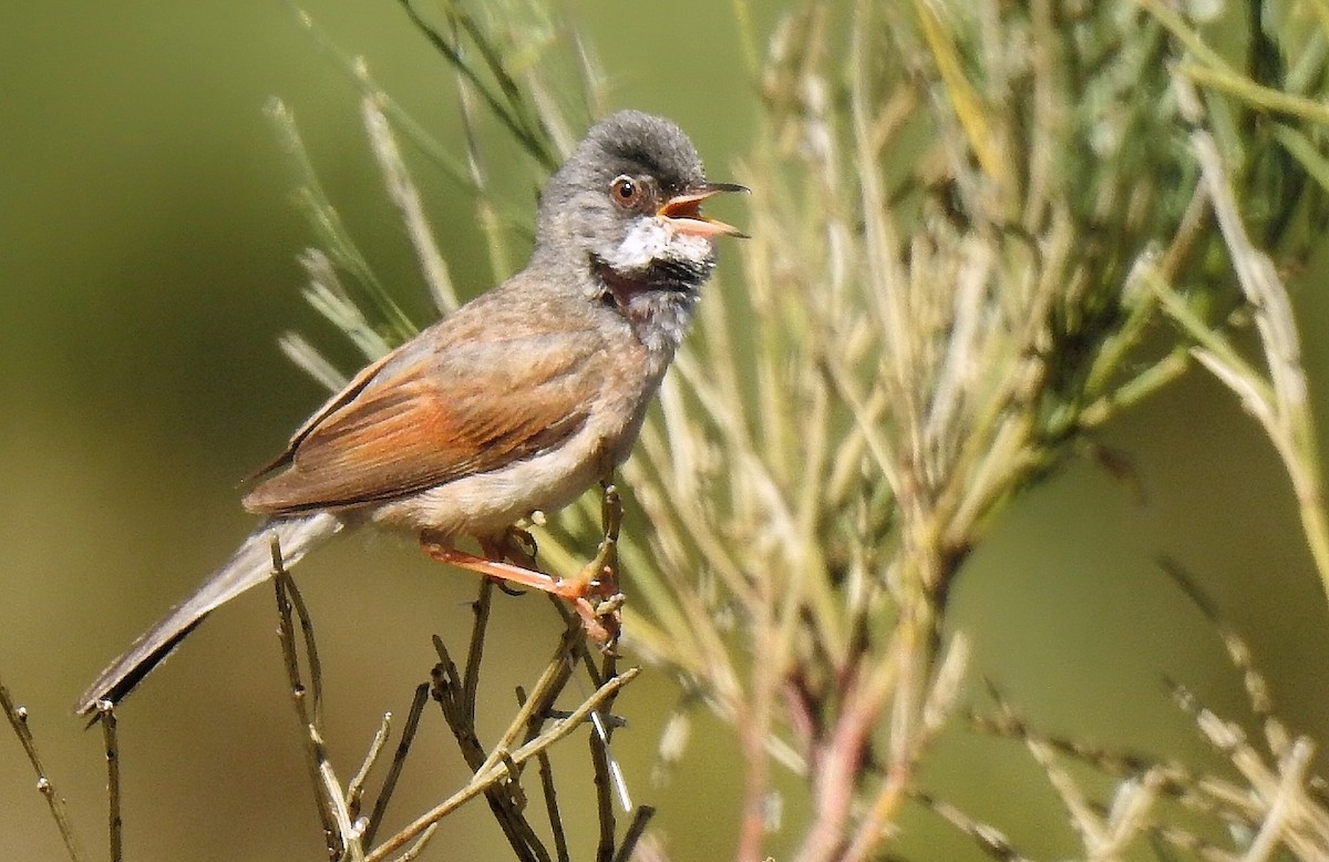 Spectacled Warbler - ML621095900