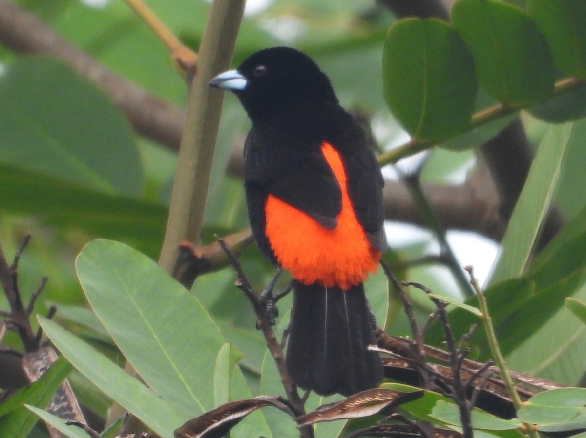 Scarlet-rumped Tanager - ML621095913