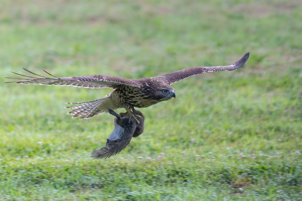 Red-tailed Hawk - ML621095914