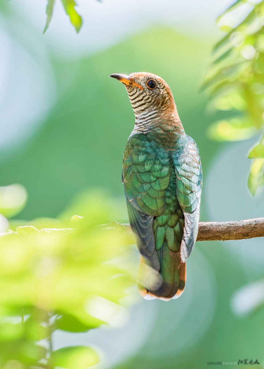 Asian Emerald Cuckoo - ML621095935