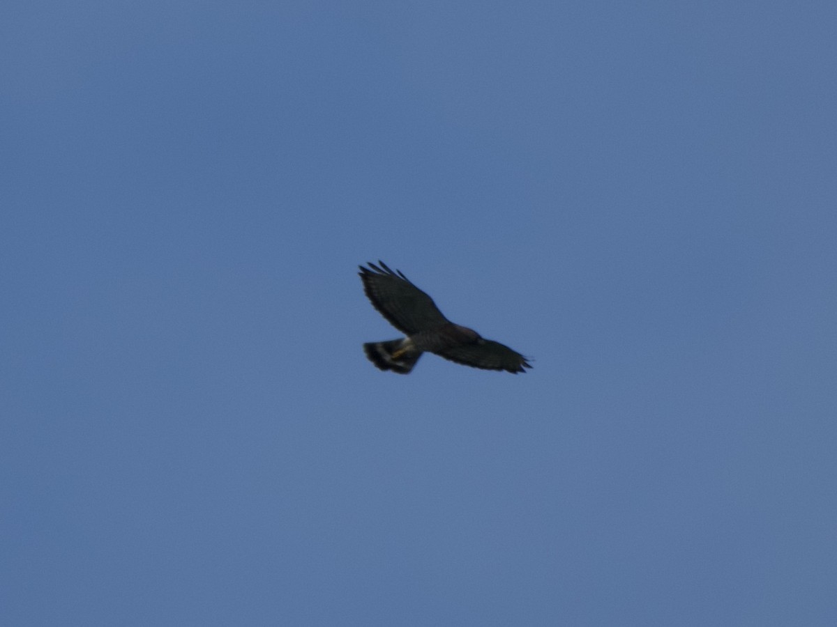 Broad-winged Hawk - ML621095947