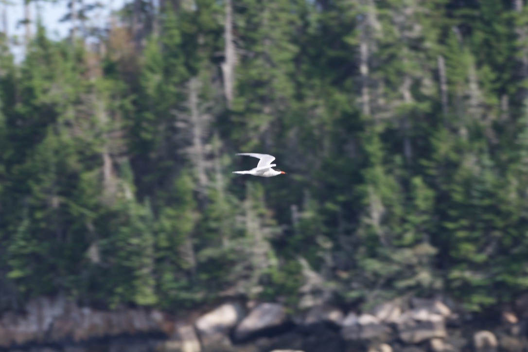 Common Tern - ML621095959